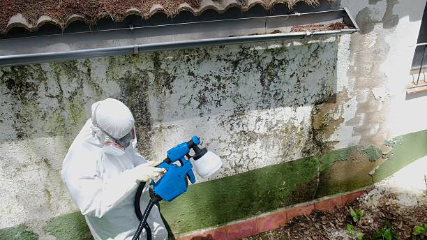 Trusted Commercial Mold Remediation service in River Edge, NJ - Cheap Mold Removal